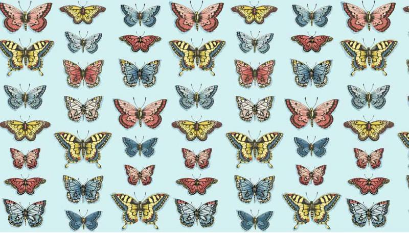 (Bild für) Schmetterlinge - zum Schließen ins Bild klicken